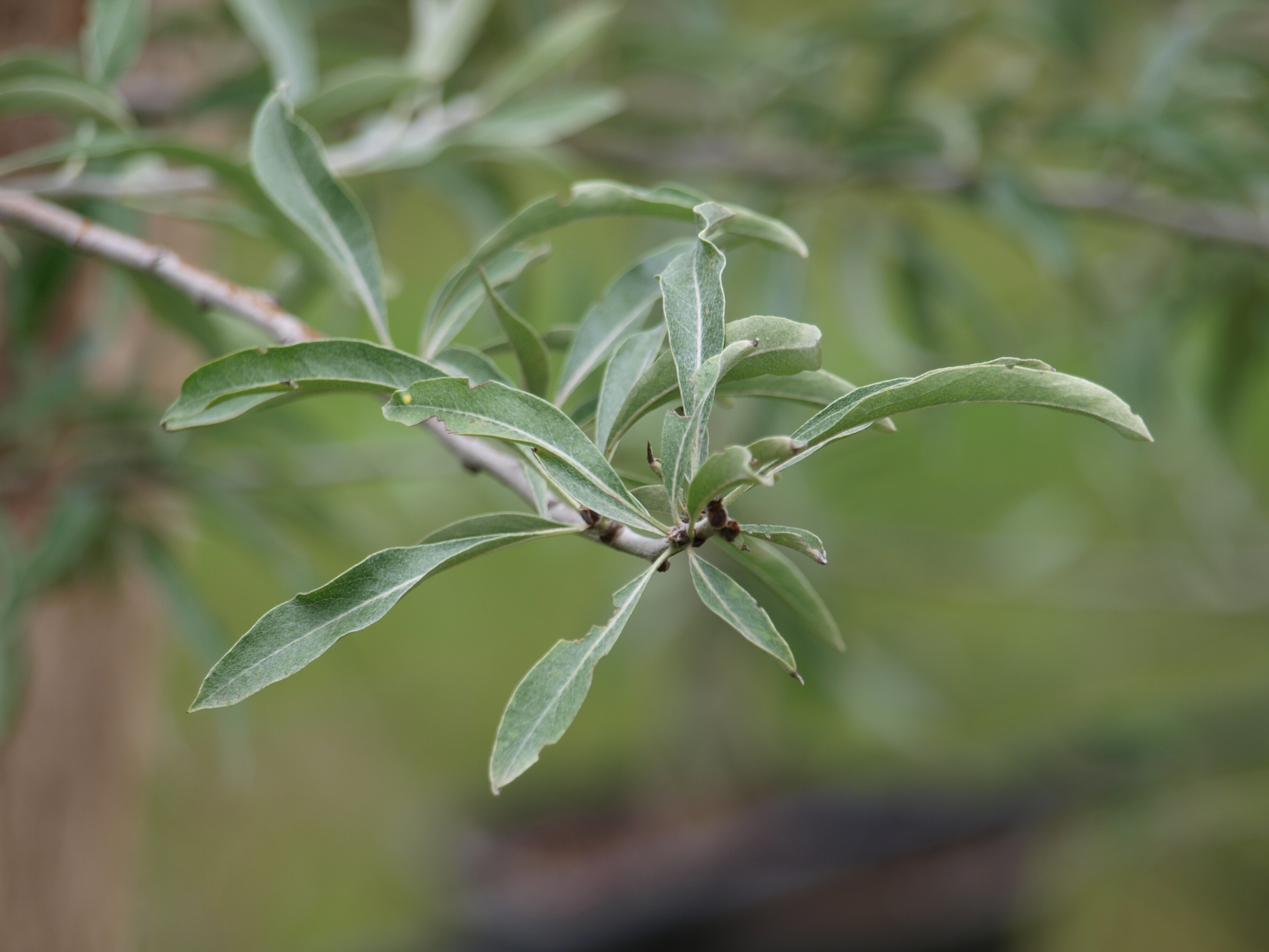 Pirus salicifolia Pendula